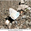 polyommatus icarus fominae male1